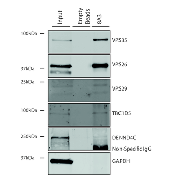 VPS35 Antibody: PerCP