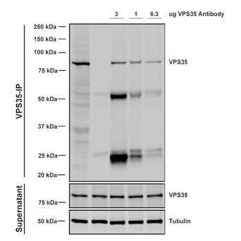 VPS35 Antibody: PerCP