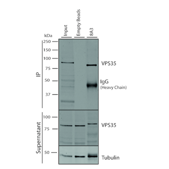 VPS35 Antibody: PerCP