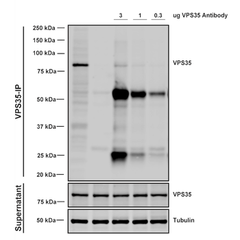 VPS35 Antibody: Biotin