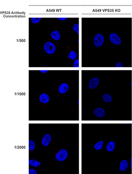 VPS35 Antibody: PerCP