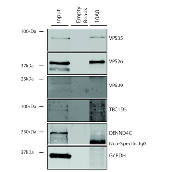VPS35 Antibody: PerCP