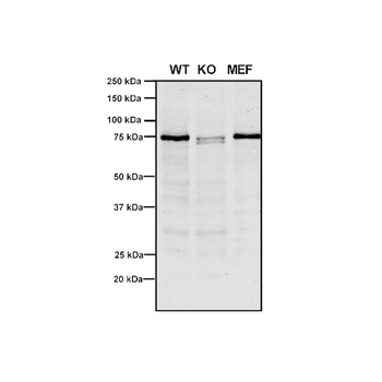 VPS35 Antibody: PerCP