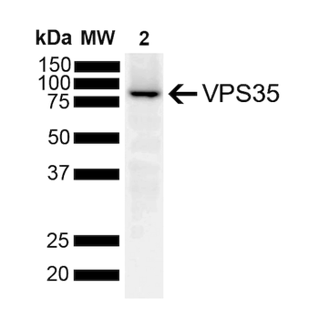 VPS35 Antibody: PerCP