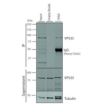 VPS35 Antibody: PerCP