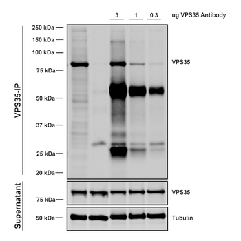 VPS35 Antibody