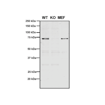 VPS35 Antibody