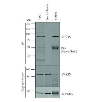 VPS35 Antibody (APC)