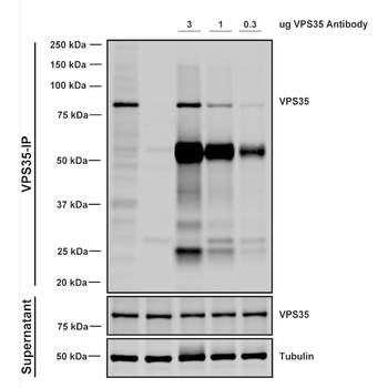 VPS35 Antibody (FITC)