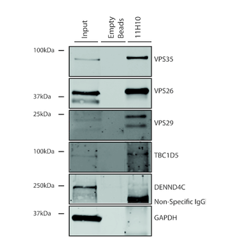 VPS35 Antibody (HRP)