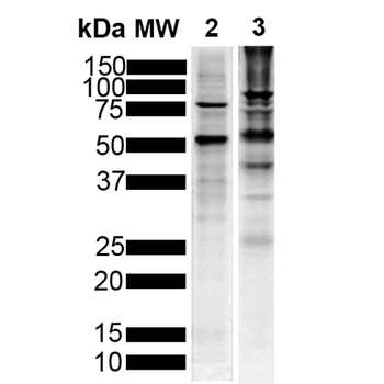 Tau Antibody (FITC)