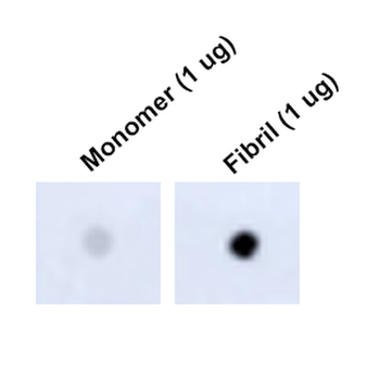 Tau Antibody (HRP)
