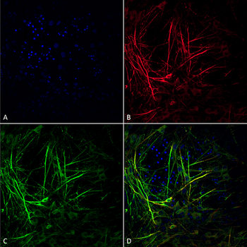 Tau Antibody (Biotin)