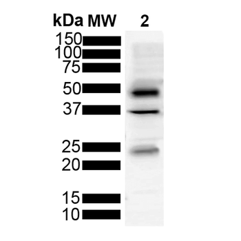 Tau Antibody (Biotin)