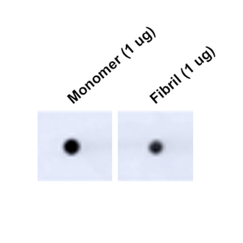 Tau Antibody (Biotin)