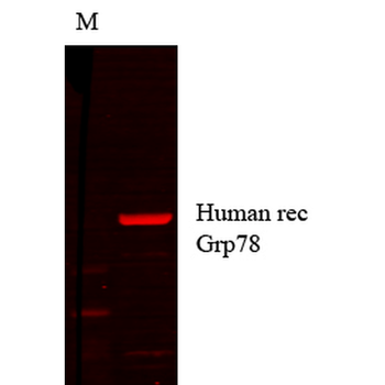 GRP78 Antibody