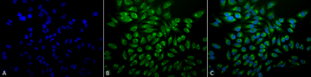 GRP78 Antibody