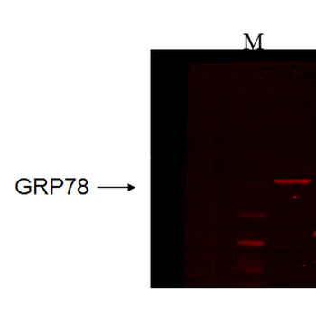 GRP78 Antibody