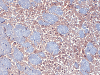 HCN2 Antibody