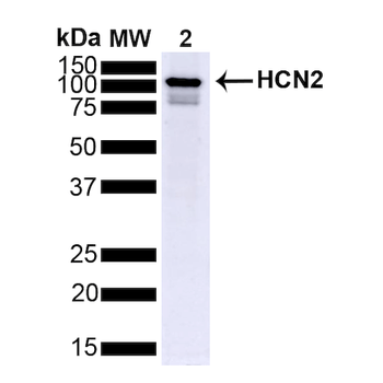HCN2 Antibody