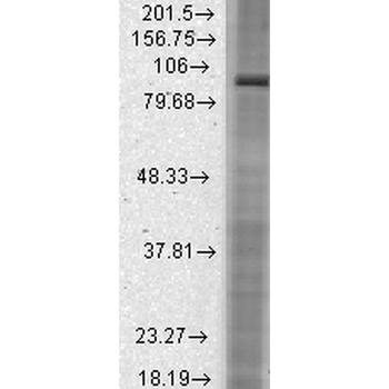 HCN2 Antibody