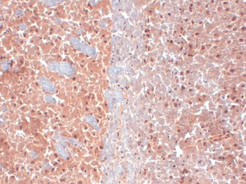 KCNQ4 Antibody