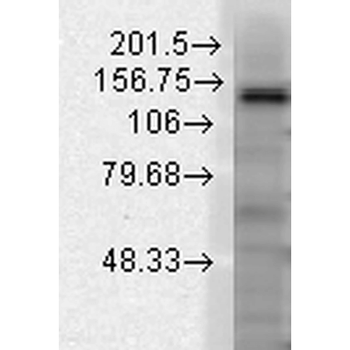Slo2.2 Antibody
