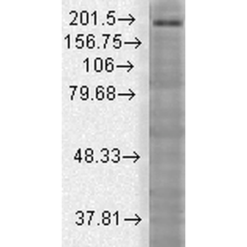 SHANK3 Antibody