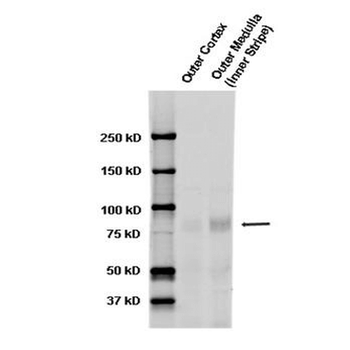 ENaC alpha Antibody