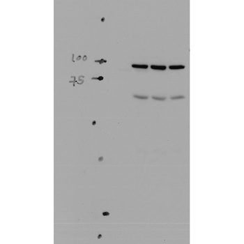 ENaC alpha Antibody