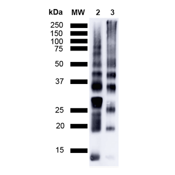 Ubiquitin Antibody (FITC)