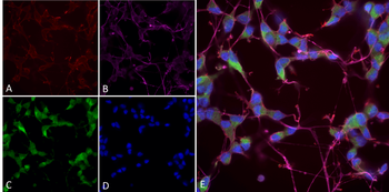 NOS1 Antibody (APC)