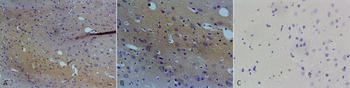 NOS1 Antibody (APC)