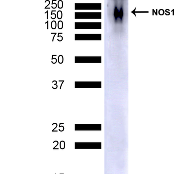 NOS1 Antibody (APC)