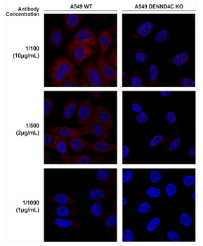 DENND4C Antibody (APC)