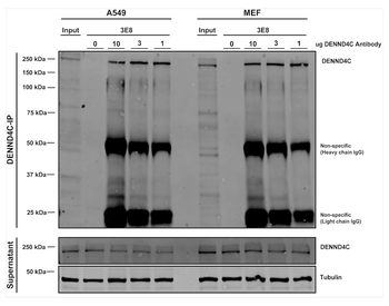 DENND4C Antibody (APC)