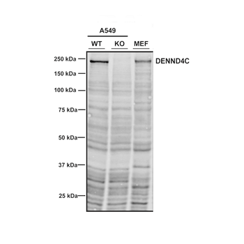 DENND4C Antibody (APC)