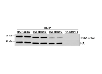 RAB1A Antibody (HRP)