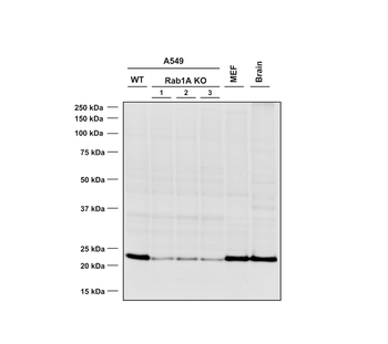 RAB1A Antibody (RPE)