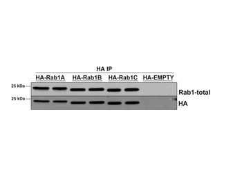 RAB1A Antibody (Biotin)