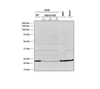 RAB1A Antibody (HRP)