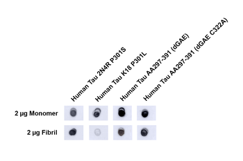 Tau Antibody (APC)