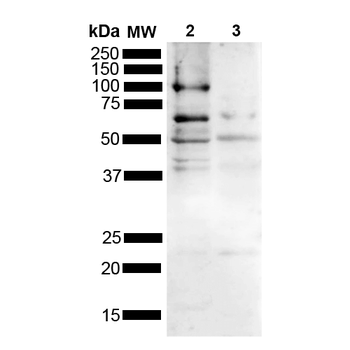 Tau Antibody (HRP)