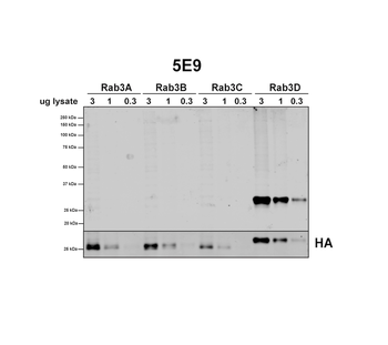 RAB3D Antibody (APC)