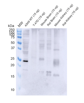 RAB3D Antibody (APC)
