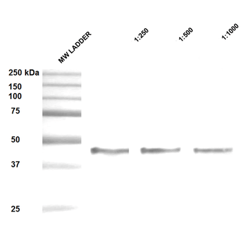 HSP47 Antibody