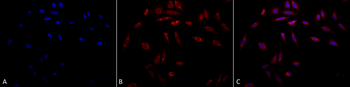 HSP47 Antibody