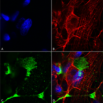 LRP4 Antibody