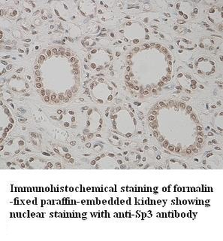 SP3 Rabbit Polyclonal Antibody