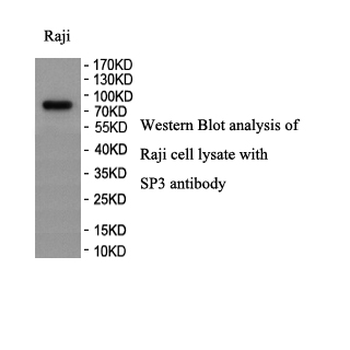 SP3 Rabbit Polyclonal Antibody